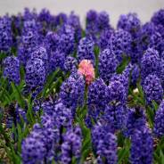 A Prayer For Peace (A. J. Muste)