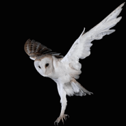 The Categories Of Evil