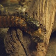 The Snakes Of September