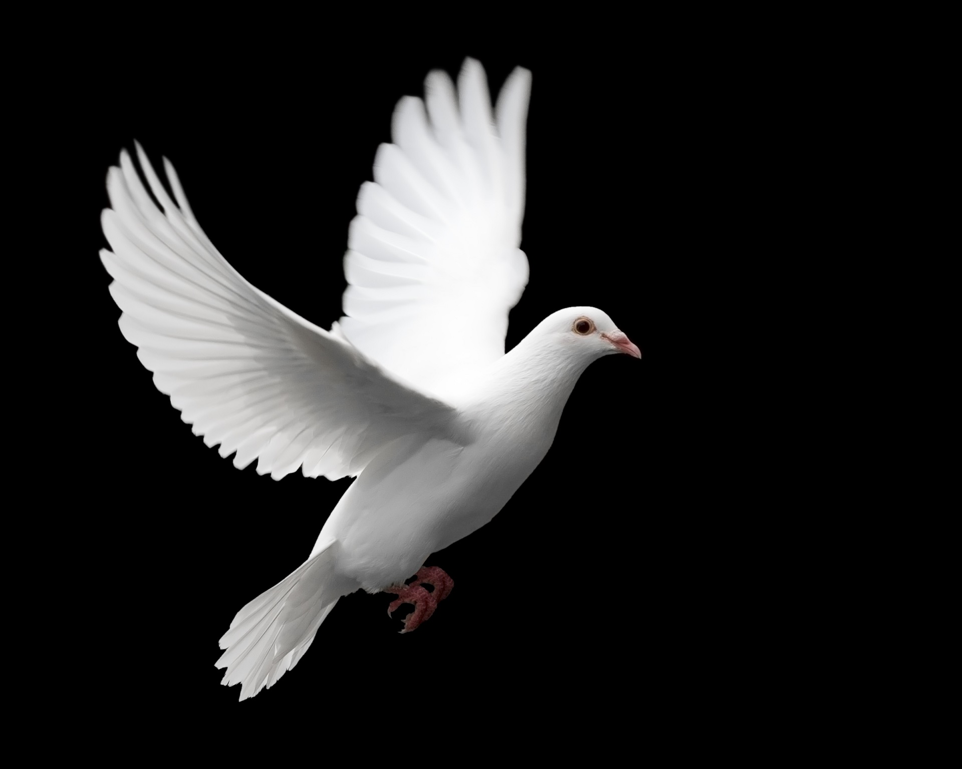 flying dove smaller  Finding Solace